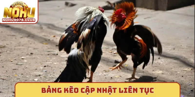 Bảng kèo đá gà Nohu cập nhật liên tục